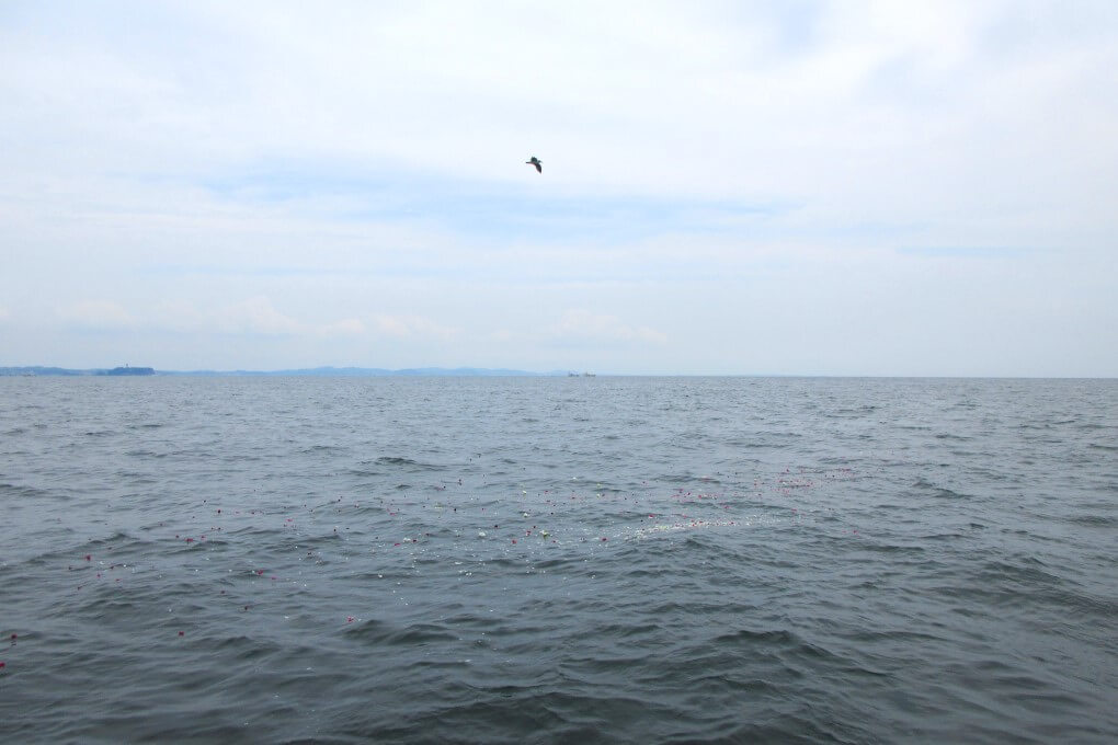 海面に広がる花びら