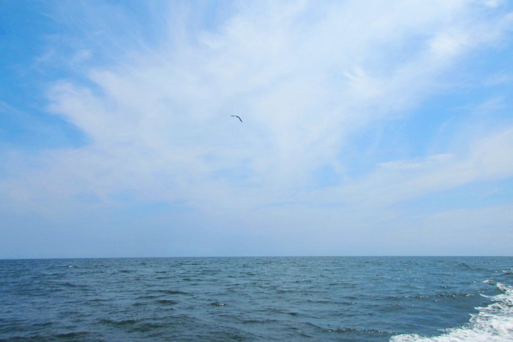 海鳥も旅立ちを見送ります